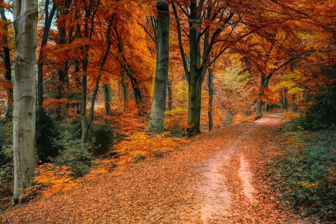 Autumn