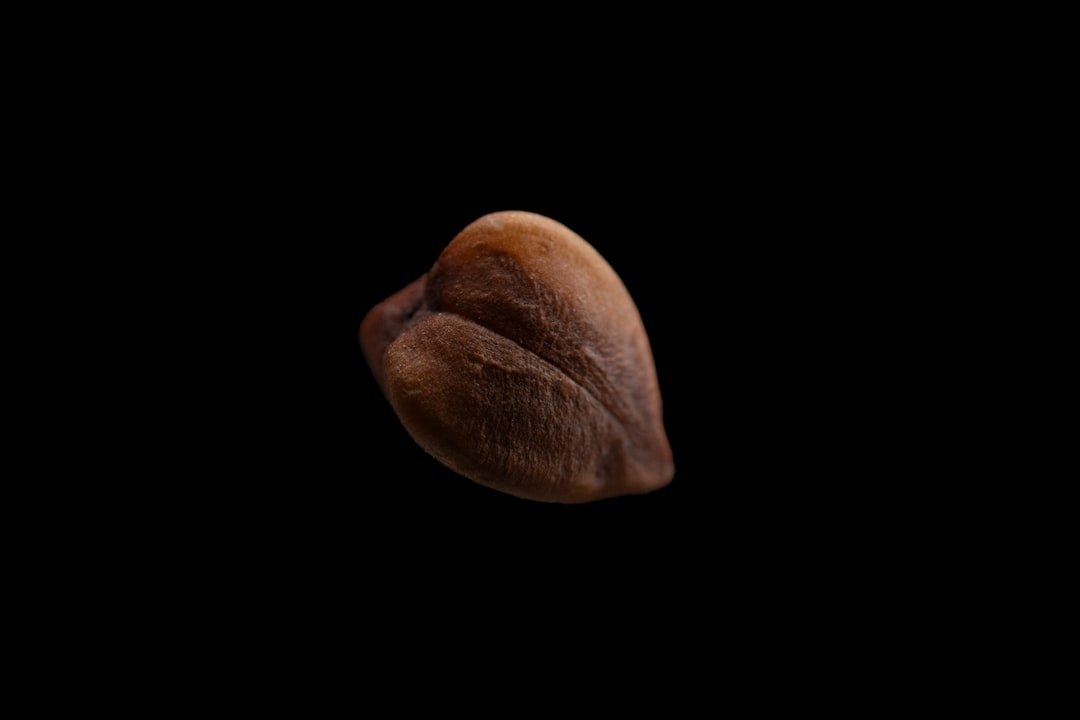 Buckwheat