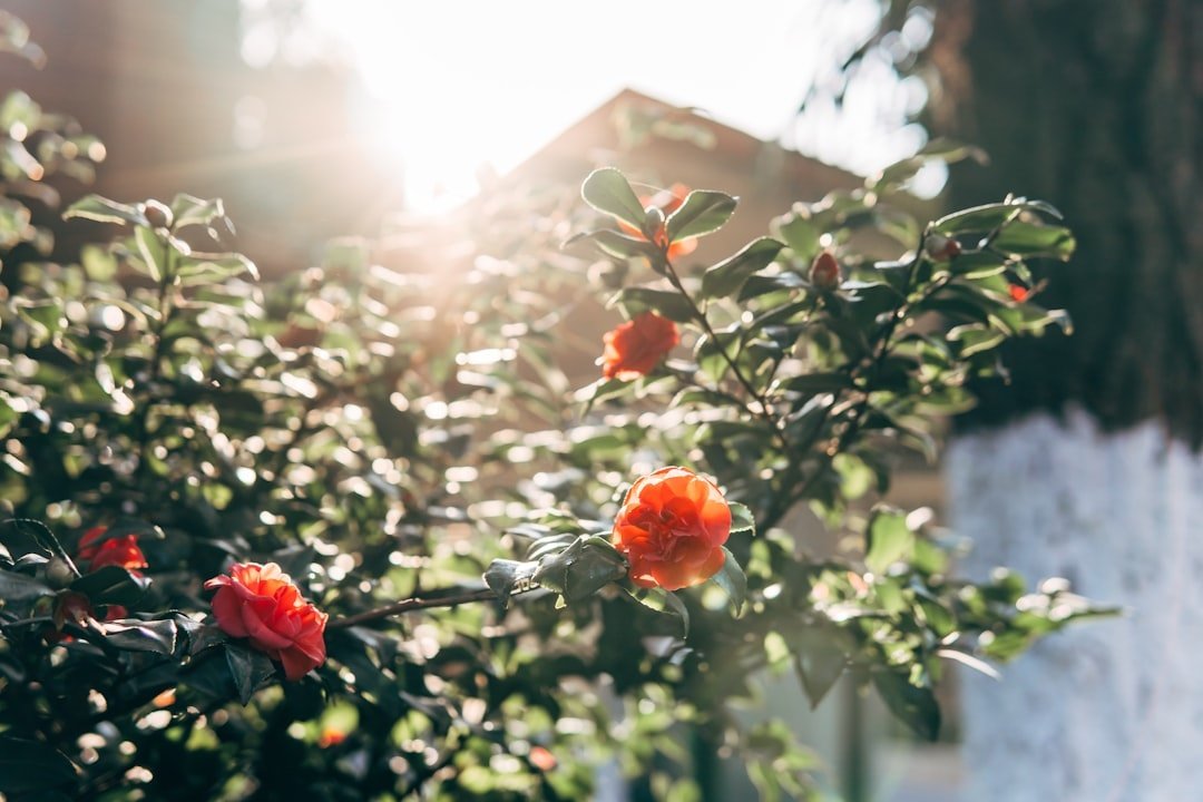 Camellia