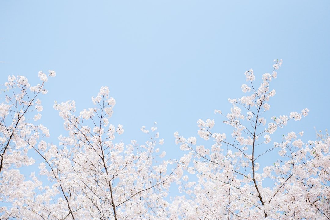 Cherry blossoms.
