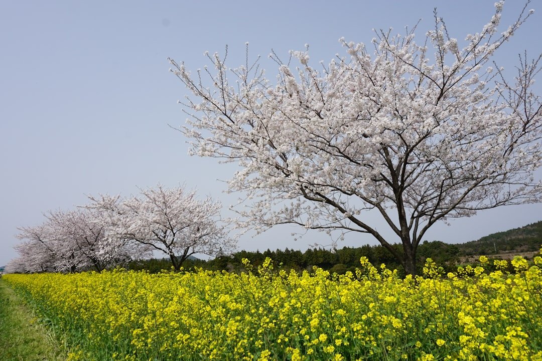 Jeju