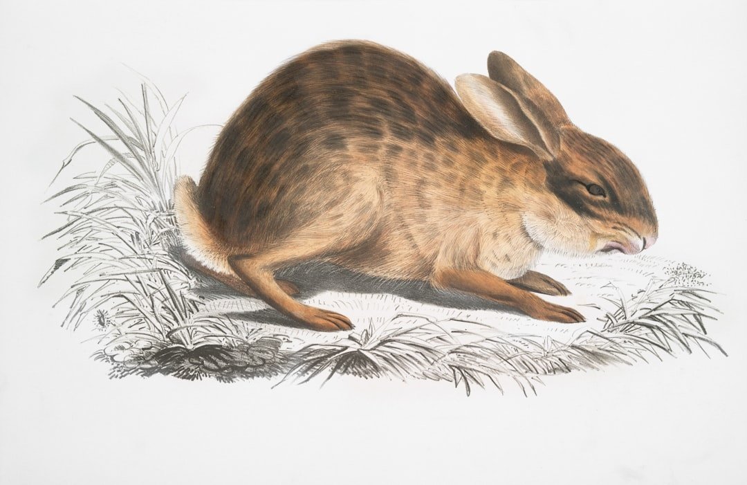 Lepus