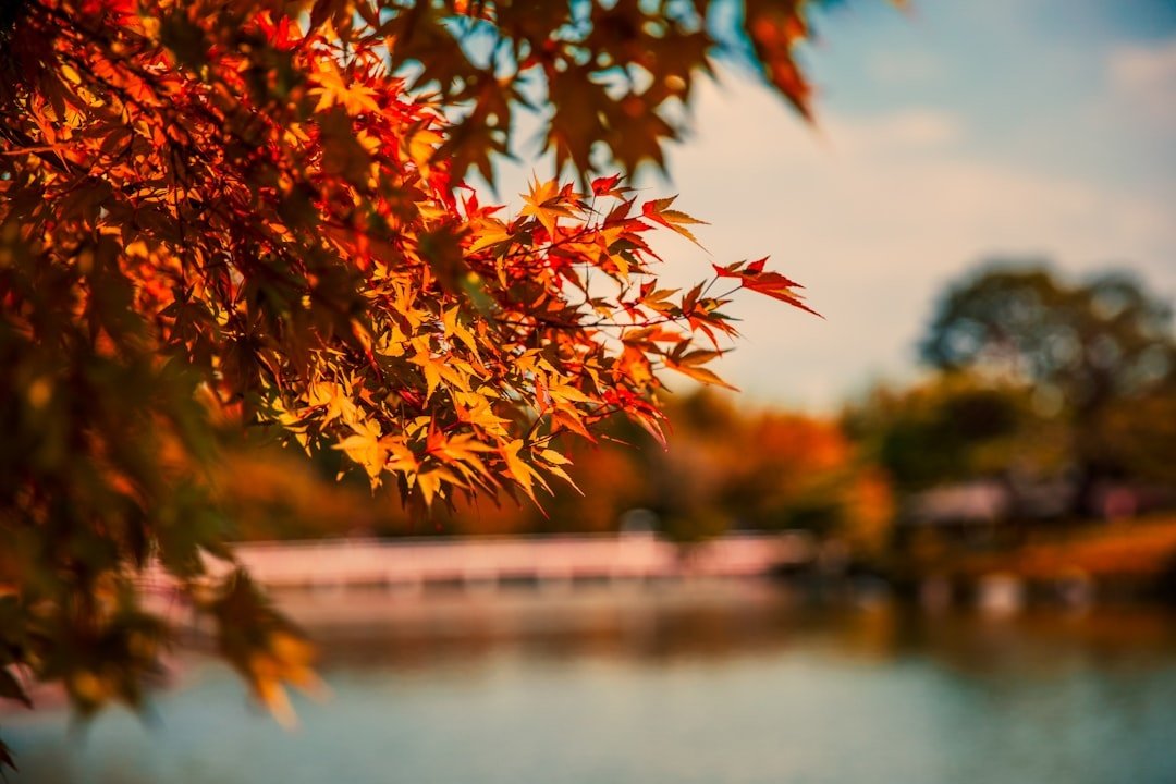 Maple.