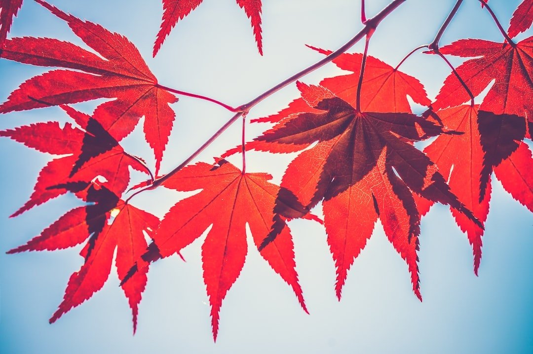 Maple.