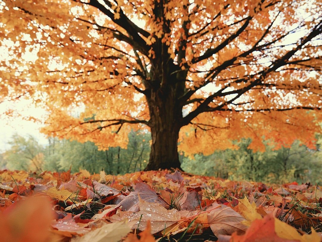 Maple