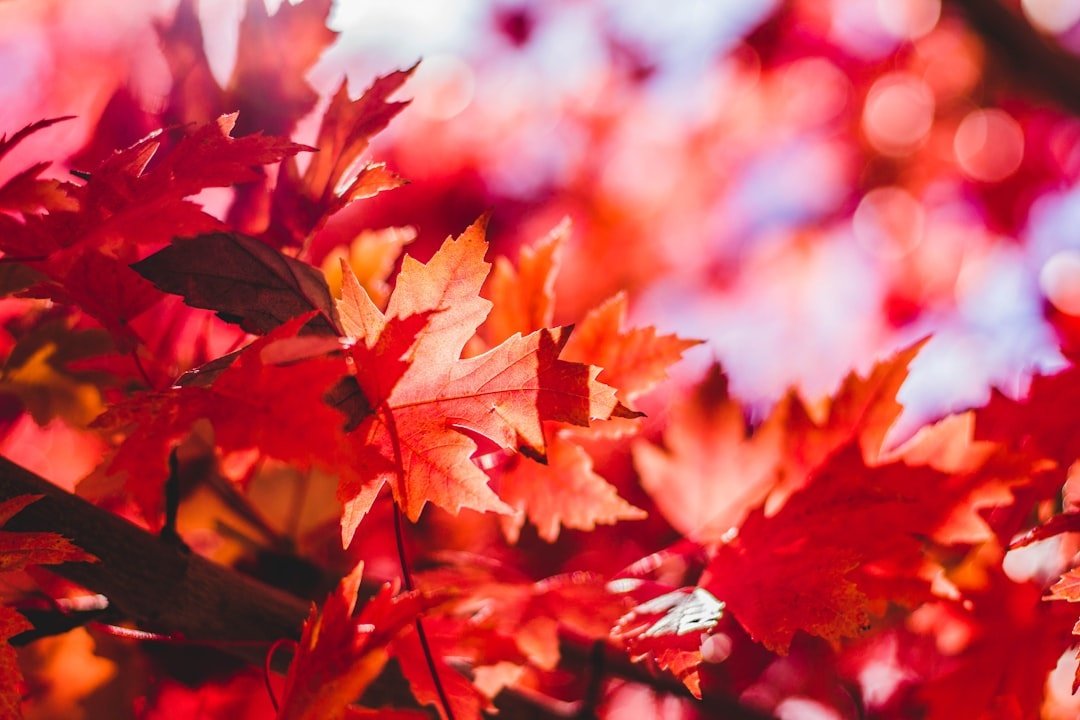 Maple