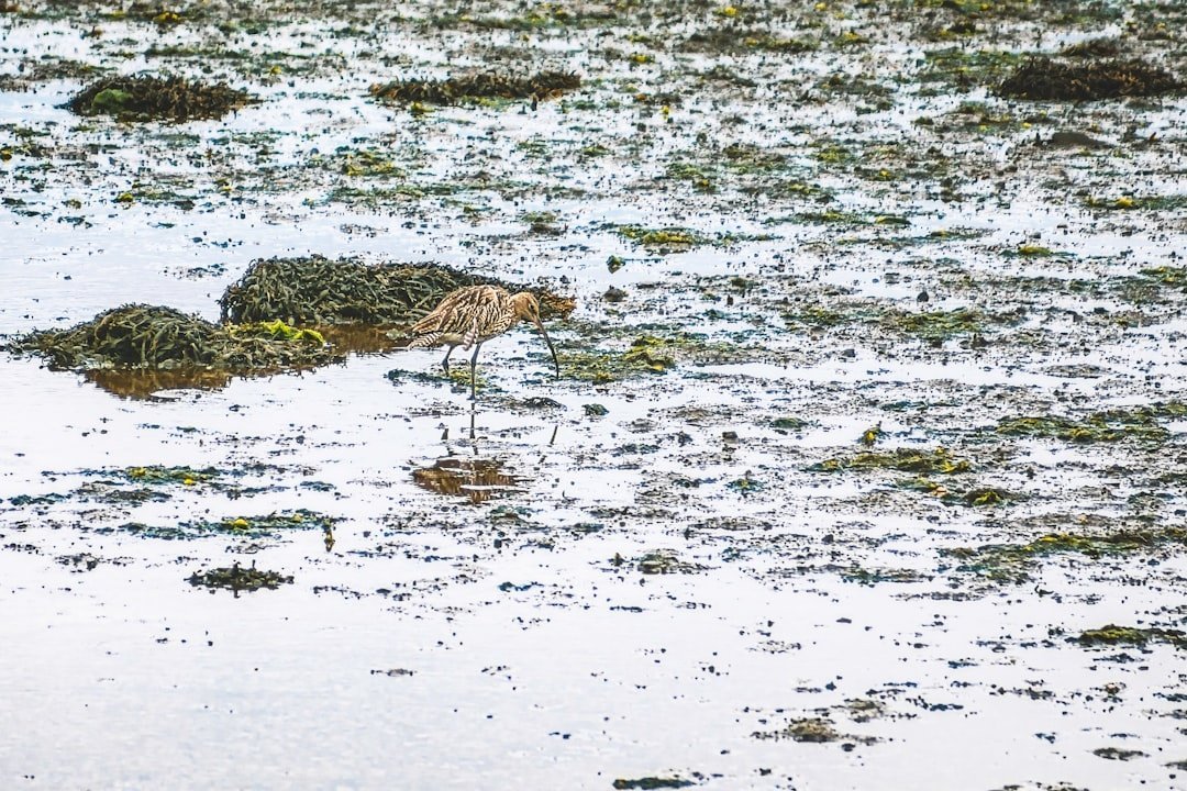 Mudflat