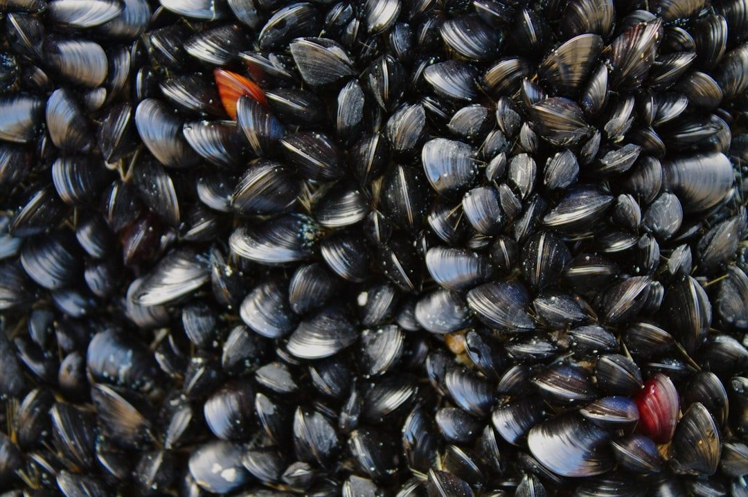 Mussel