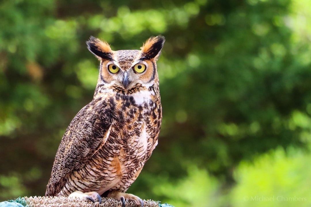 Owl