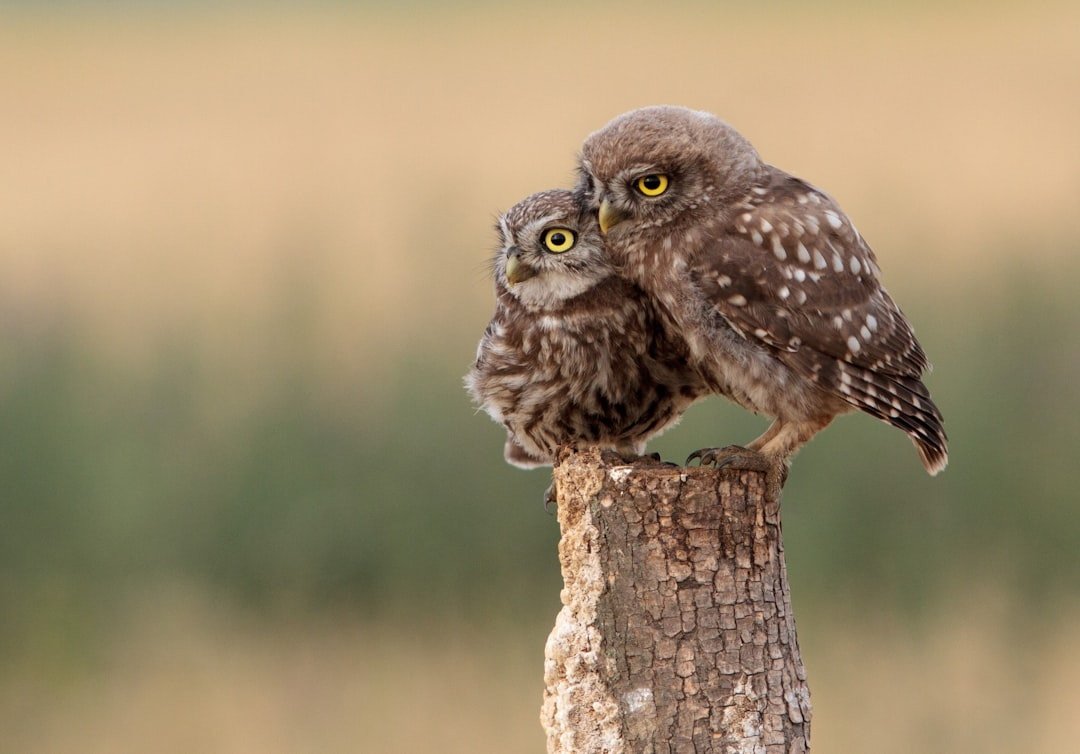 Owl