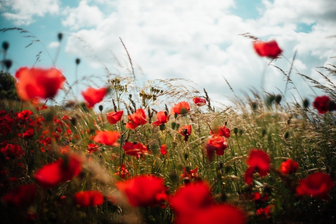 Poppy
