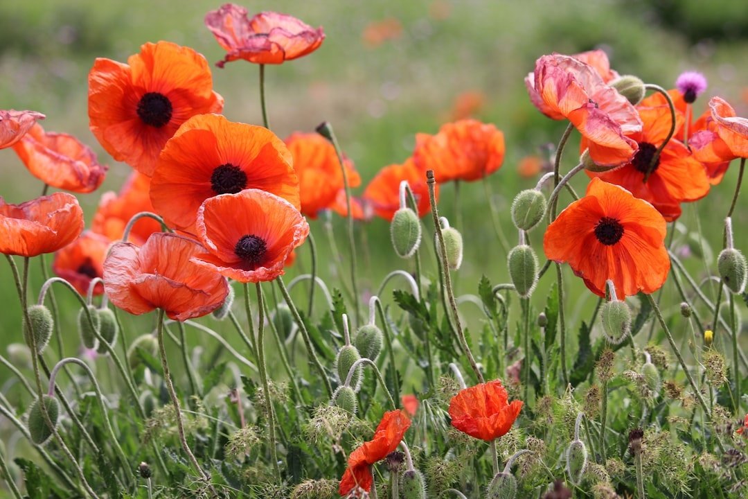 Poppy