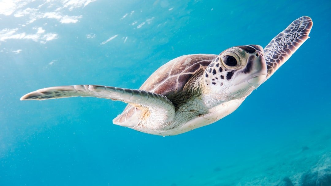Scuba