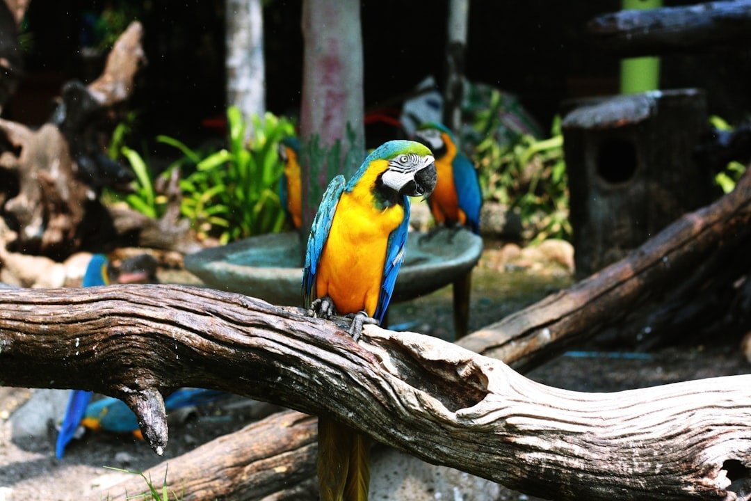 Zoo