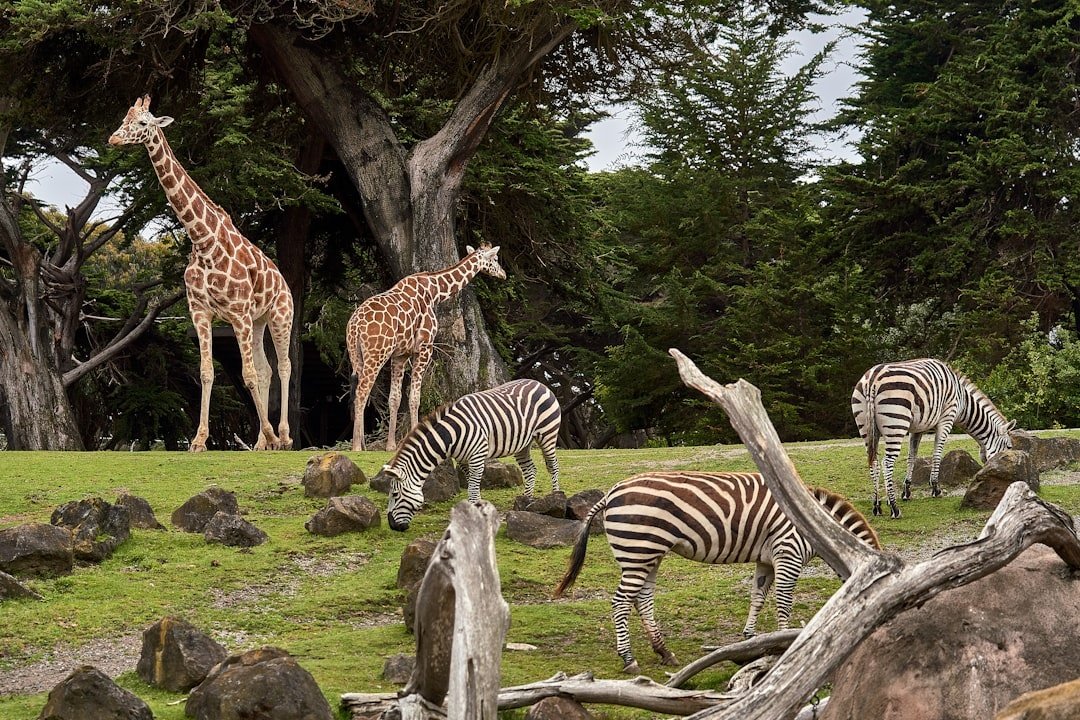 Zoo