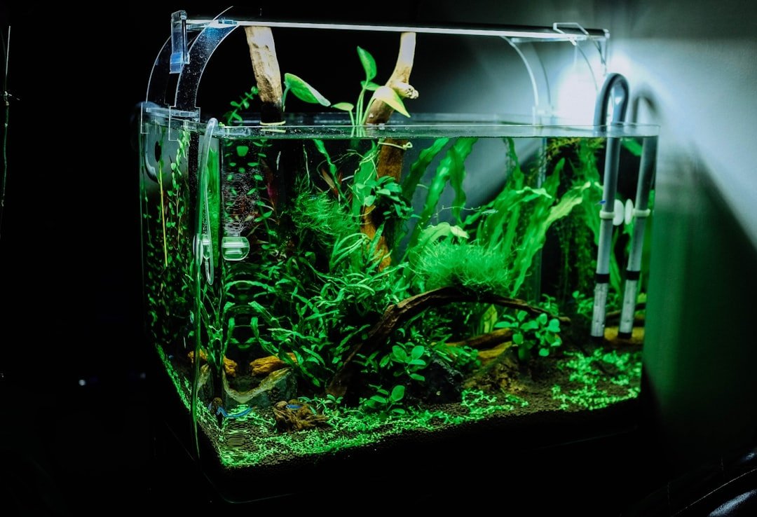 aquarium