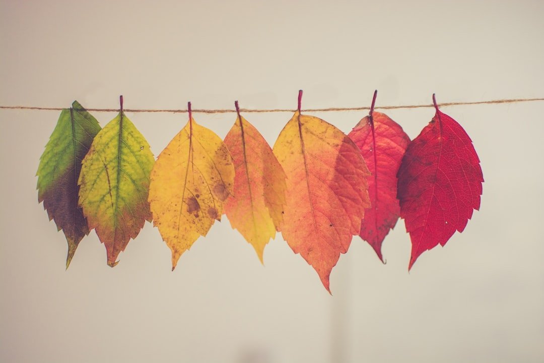 autumn