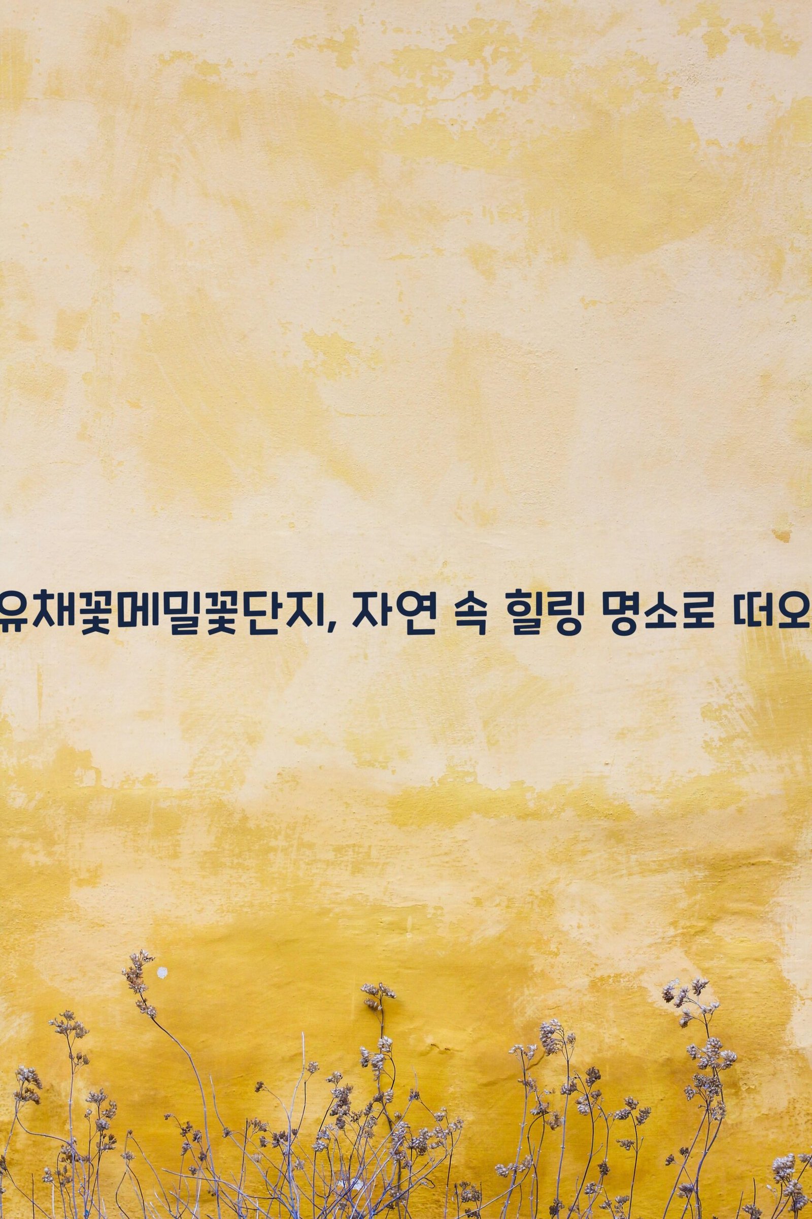 두모유채꽃메밀꽃단지 scaled