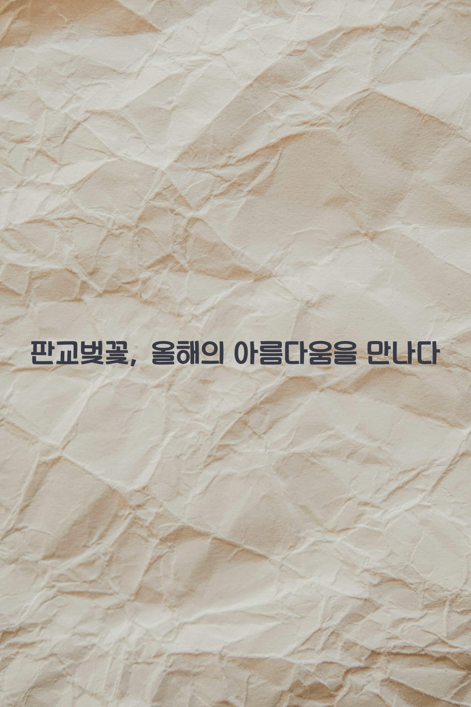 판교벚꽃 scaled