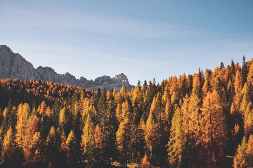 Autumn