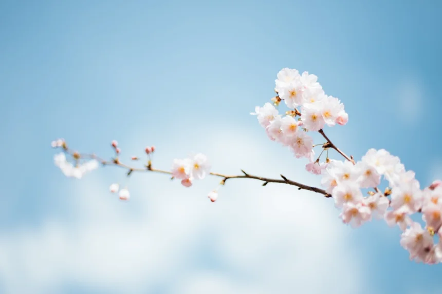 Cherry blossoms