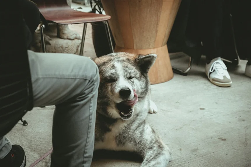 Dog Café