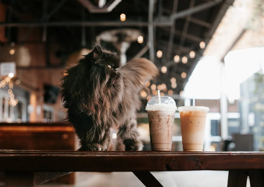 Dog Café