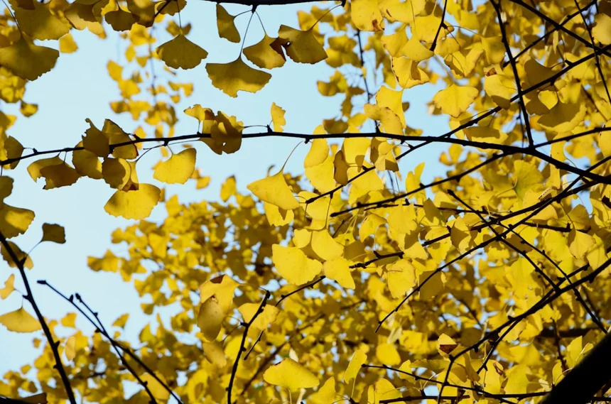 Ginkgo