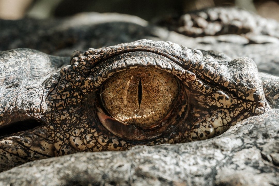 Reptile