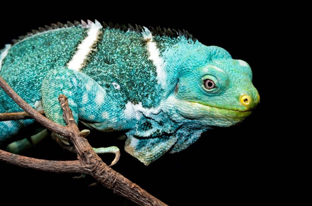 Reptile