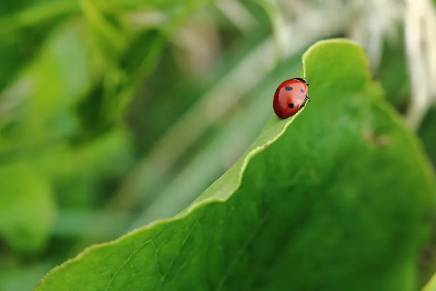 Spot