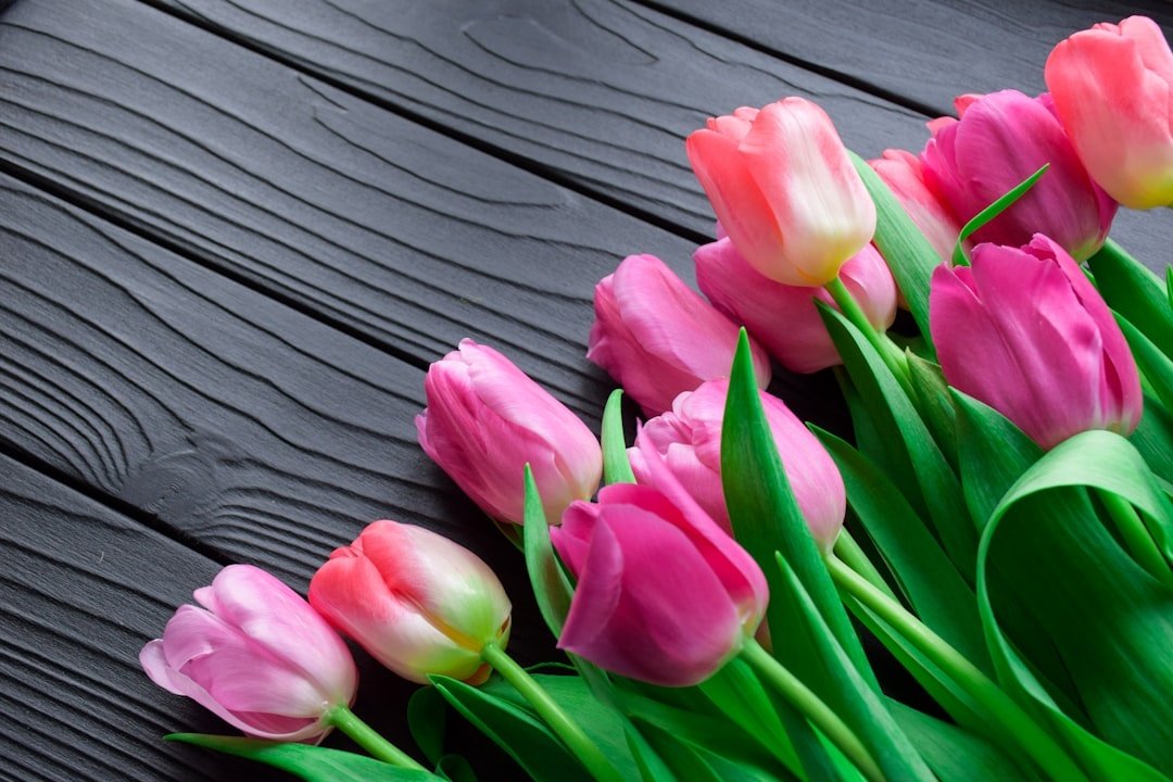 Tulip