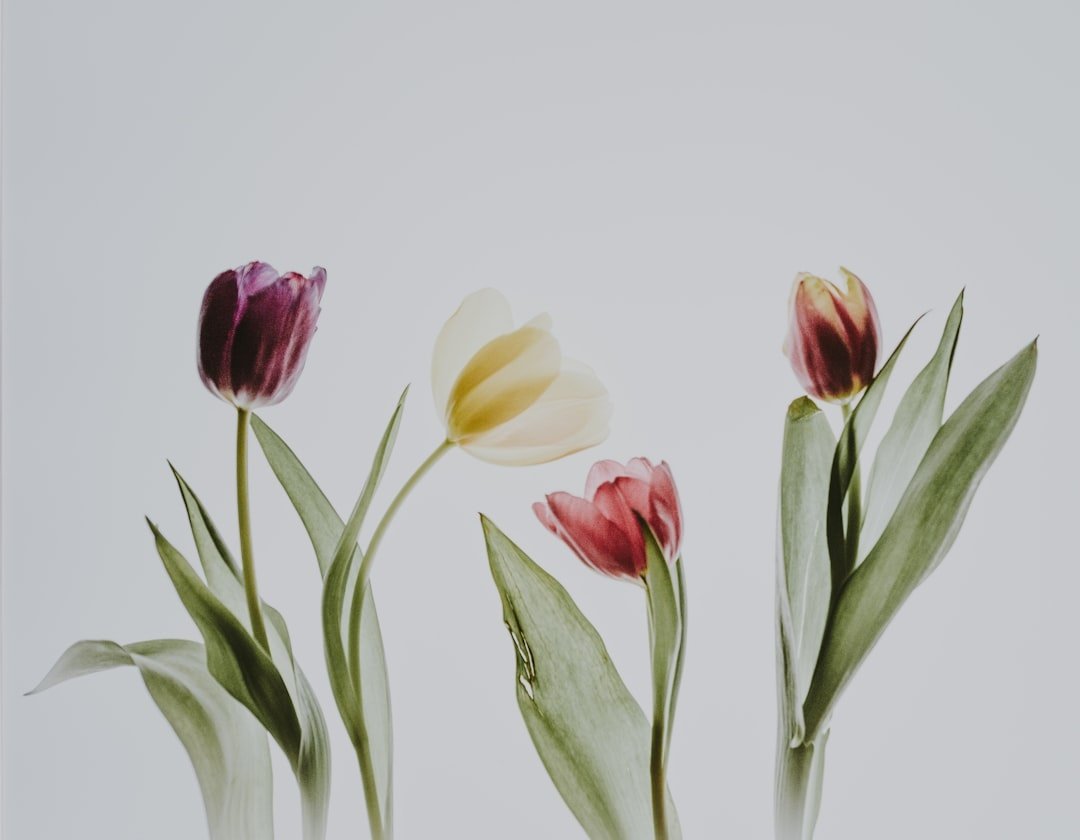 Tulip