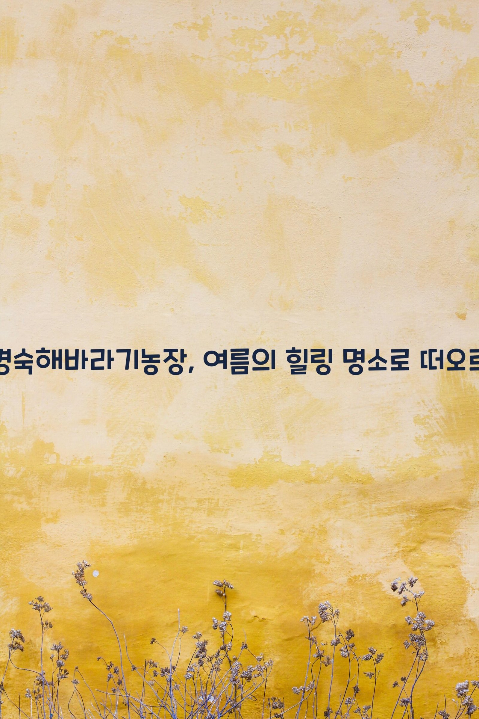 김경숙해바라기농장 scaled